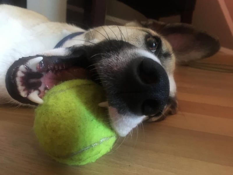 Ivy, wunderschöne Windhund Mix Hündin sucht aktives Zuhause