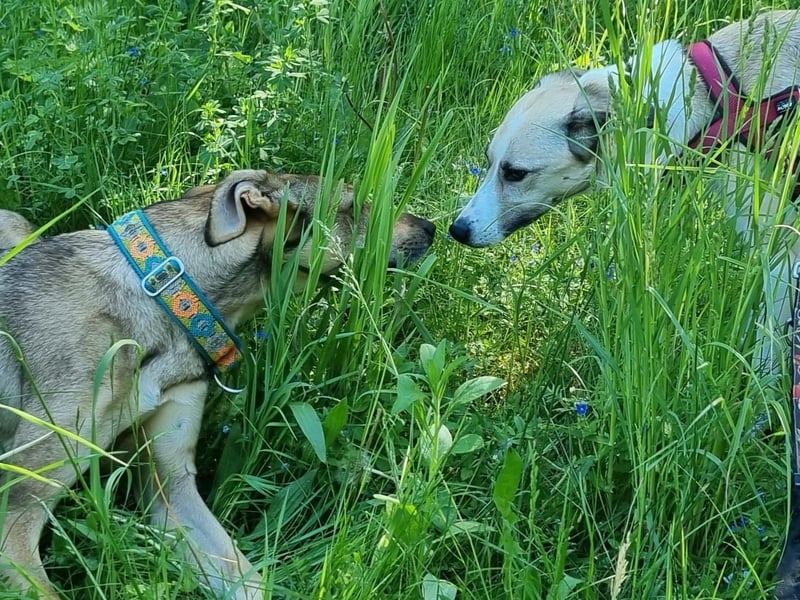 Ivy, wunderschöne Windhund Mix Hündin sucht aktives Zuhause