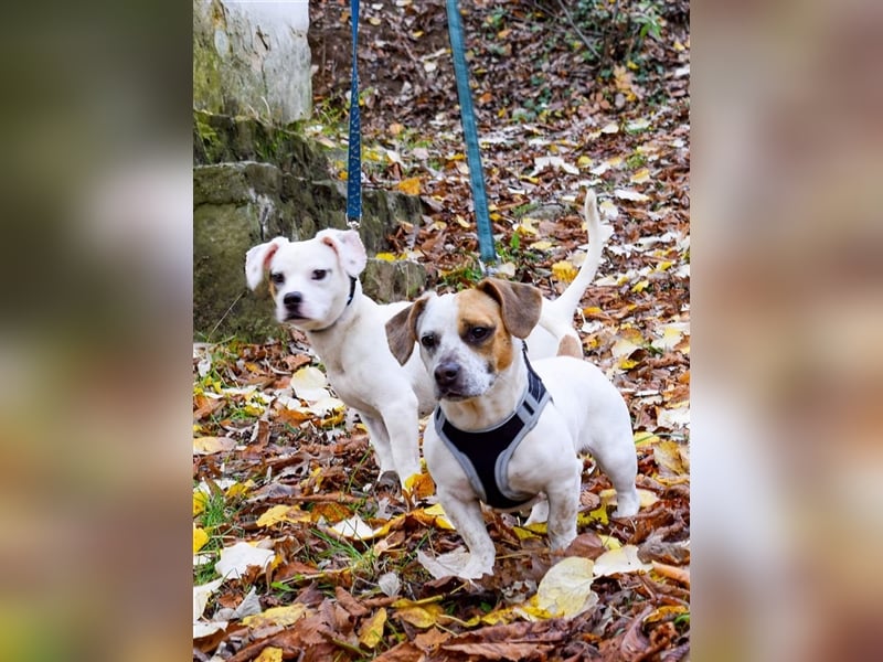 Lizzy und Bobby wünschen sich ein neues Zuhause