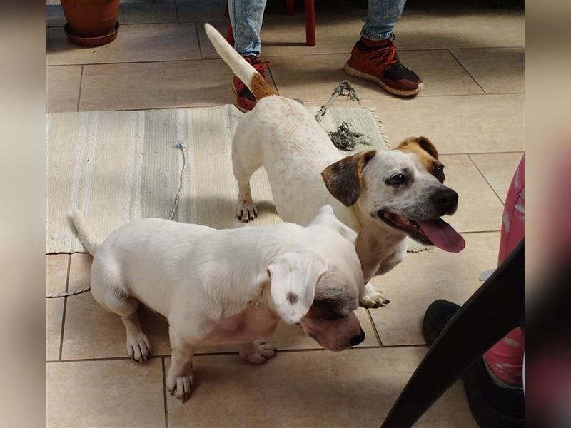 Lizzy und Bobby wünschen sich ein neues Zuhause