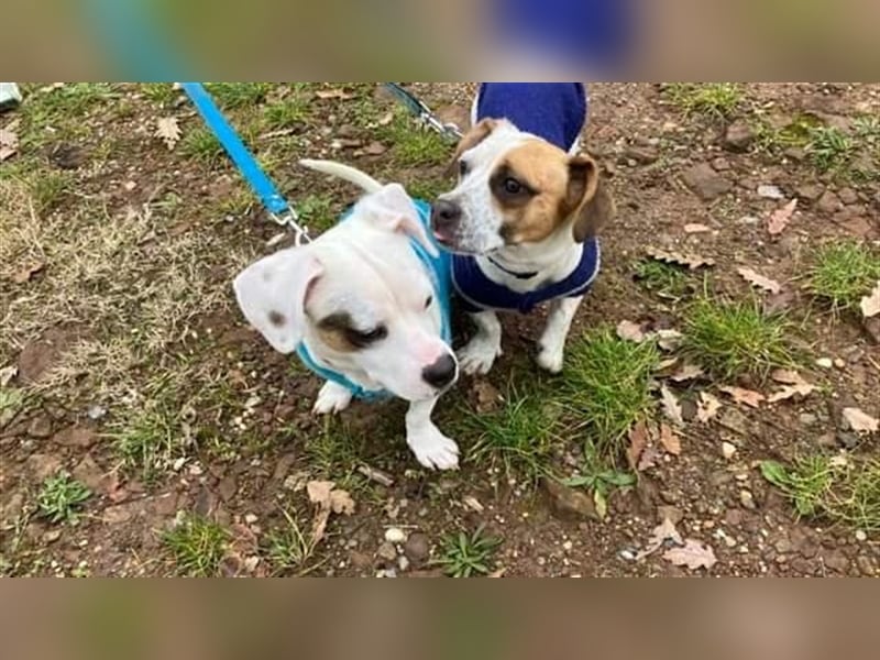 Lizzy und Bobby wünschen sich ein neues Zuhause