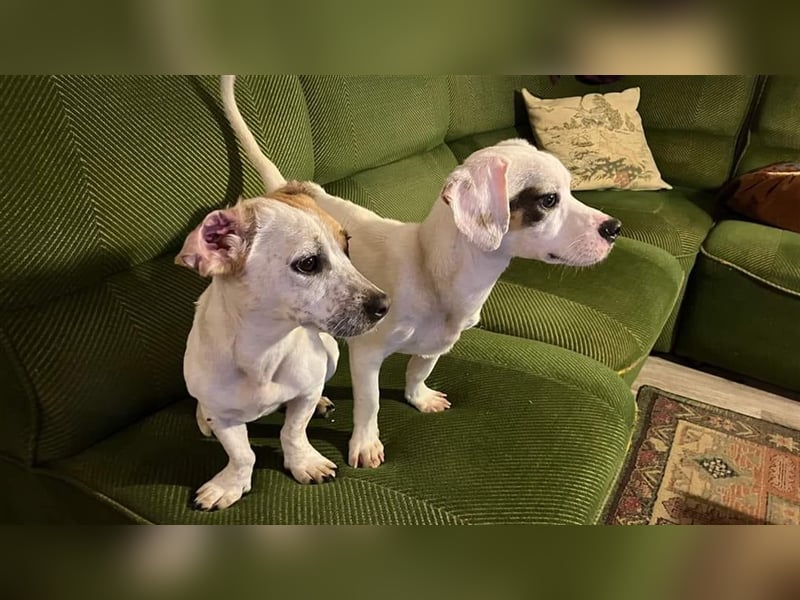 Lizzy und Bobby wünschen sich ein neues Zuhause