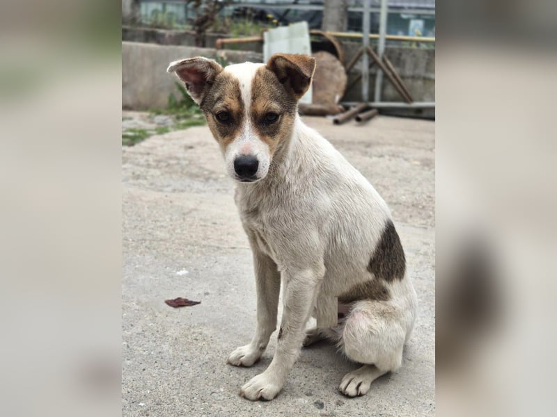 Daisy - freundliche, soziale Jack Russel Terrier Mix-Hündin / z.Zt. noch in Rumänien