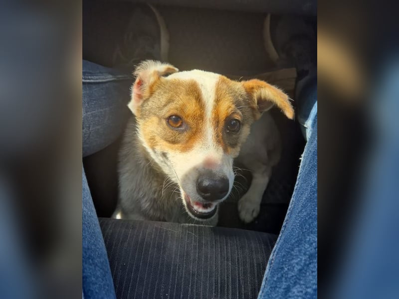 Daisy - freundliche, soziale Jack Russel Terrier Mix-Hündin / z.Zt. noch in Rumänien