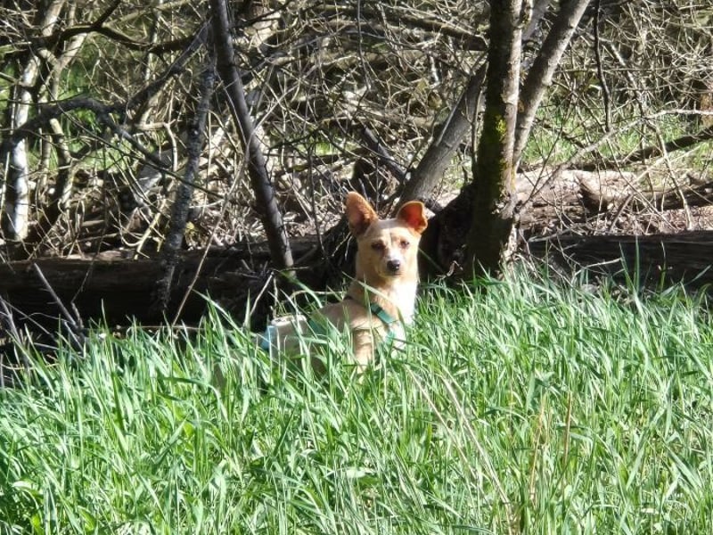 Remi - schüchterne, freundliche, verschmuste Terrier-Mix Hündin / in Kirchhundem
