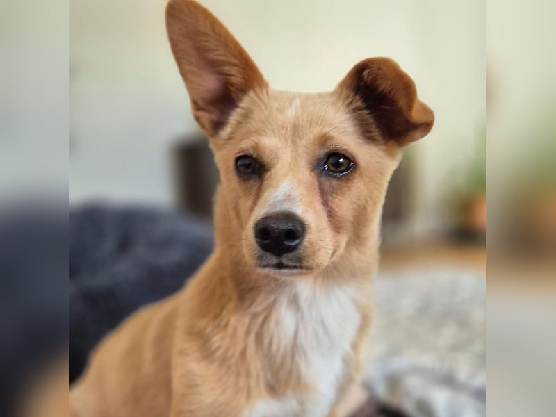 Remi - schüchterne, freundliche, verschmuste Terrier-Mix Hündin / in Kirchhundem