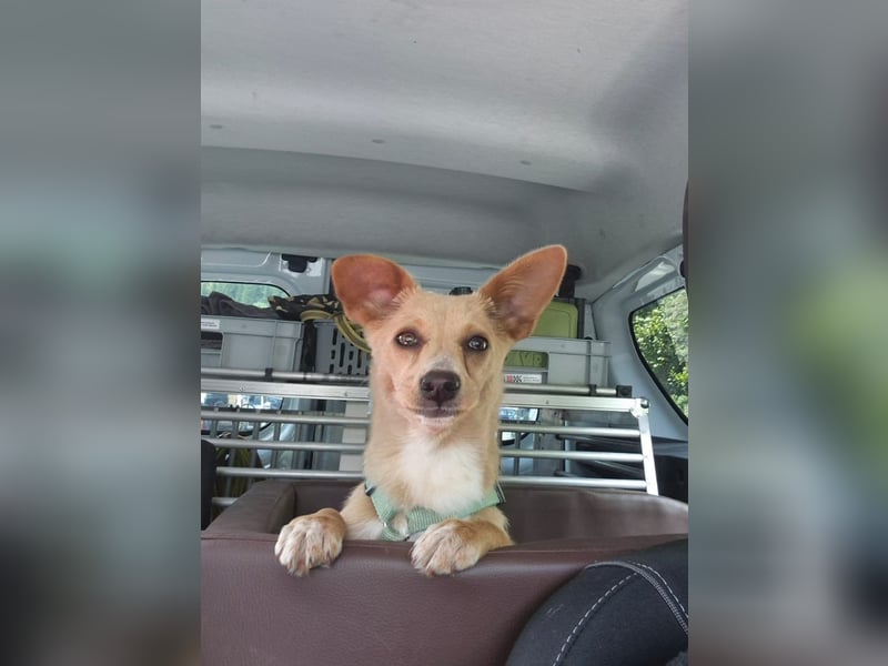 Remi - liebe, freundliche, verschmuste Terrier-Mix Hündin / in Kirchhundem