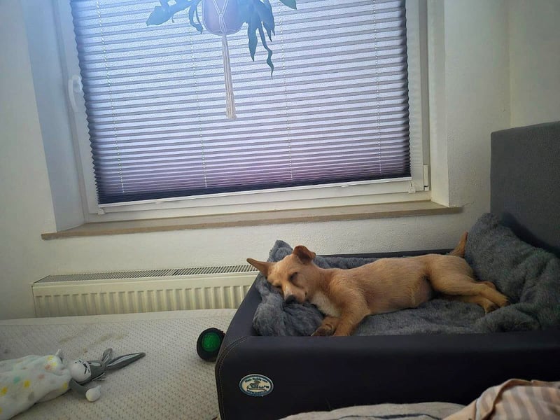 Remi - schüchterne, freundliche, verschmuste Terrier-Mix Hündin / in Kirchhundem