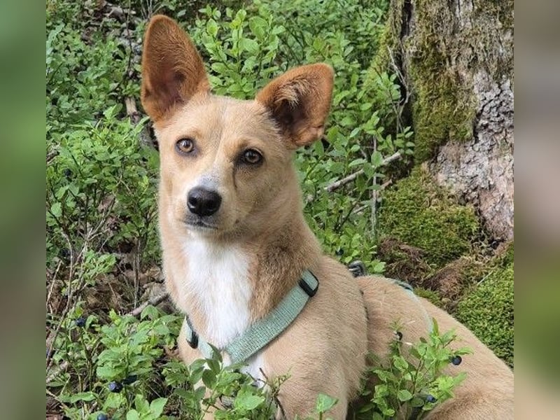 Remi - verspielte, freundliche, verschmuste Terrier-Mix Hündin / in Kirchhundem