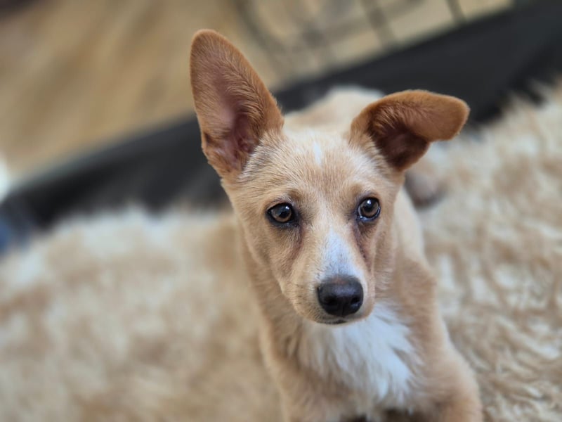 Remi - schüchterne, freundliche, verschmuste Terrier-Mix Hündin / in Kirchhundem