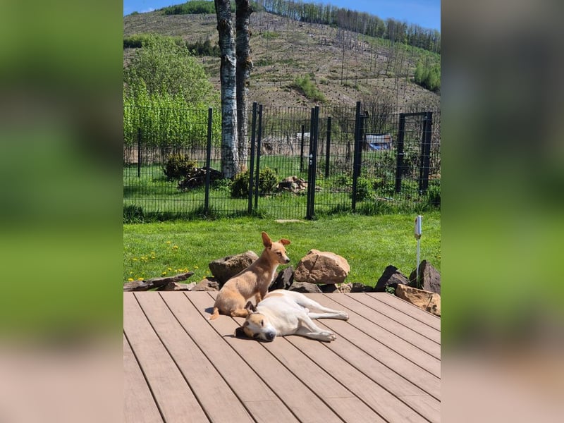 Remi - schüchterne, freundliche, verschmuste Terrier-Mix Hündin / in Kirchhundem