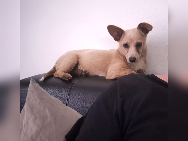 Remi - schüchterne, freundliche, verschmuste Terrier-Mix Hündin / in Kirchhundem
