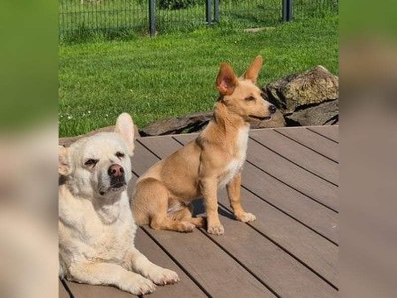 Remi - verspielte, freundliche, verschmuste Terrier-Mix Hündin / in Kirchhundem