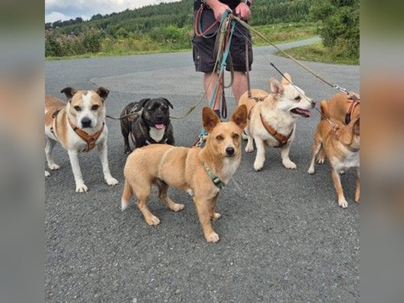 Remi - verspielte, freundliche, verschmuste Terrier-Mix Hündin / in Kirchhundem