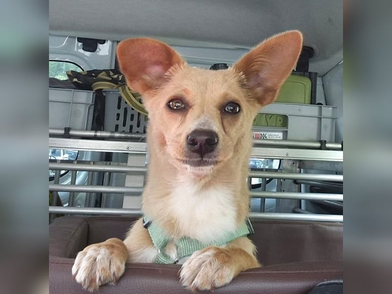 Remi - liebe, freundliche, verschmuste Terrier-Mix Hündin / in Kirchhundem