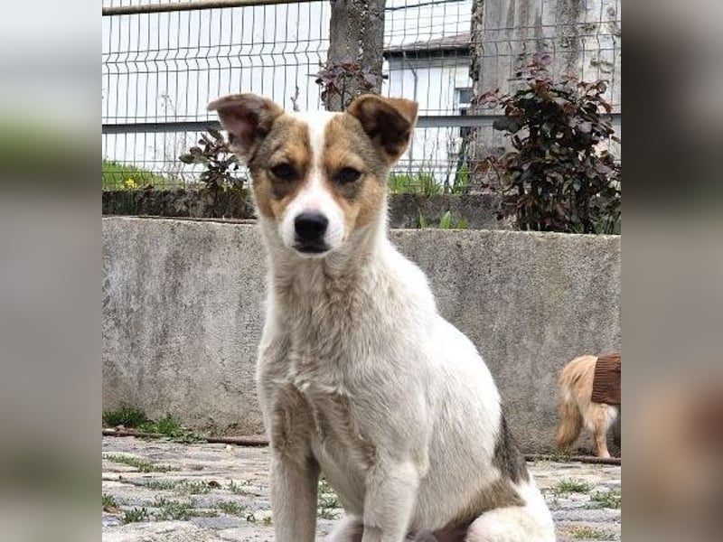 Daisy - freundliche, soziale Jack Russel Terrier Mix-Hündin / z.Zt. noch in Rumänien