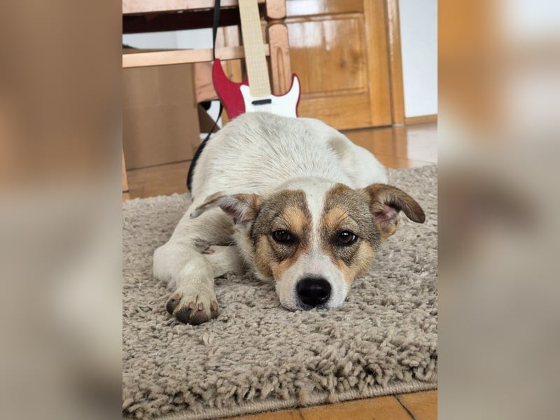 Daisy - freundliche, soziale Jack Russel Terrier Mix-Hündin / z.Zt. noch in Rumänien
