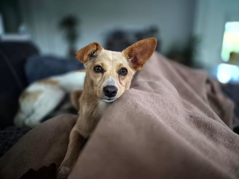 Remi - liebe, freundliche, verschmuste Terrier-Mix Hündin / in Kirchhundem