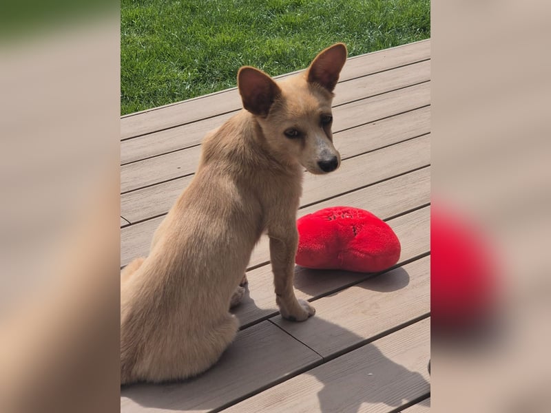 Remi - liebe, freundliche, verschmuste Terrier-Mix Hündin / in Kirchhundem