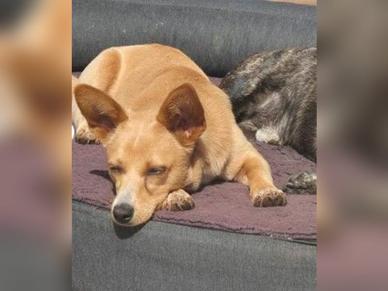 Remi - verspielte, freundliche, verschmuste Terrier-Mix Hündin / in Kirchhundem