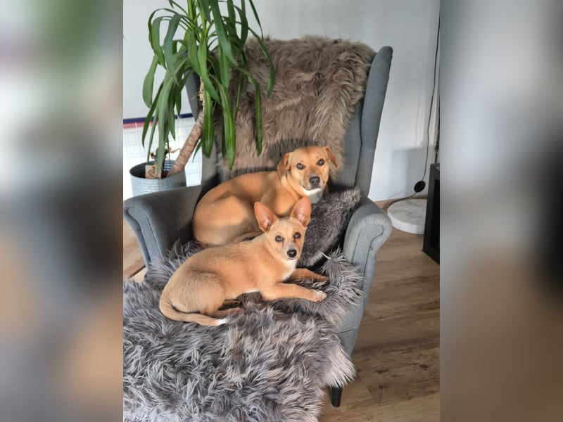 Remi - liebe, freundliche, verschmuste Terrier-Mix Hündin / in Kirchhundem