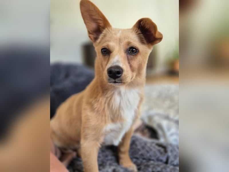 Remi - schüchterne, freundliche, verschmuste Terrier-Mix Hündin / in Kirchhundem