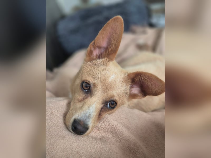 Remi - liebe, freundliche, verschmuste Terrier-Mix Hündin / in Kirchhundem