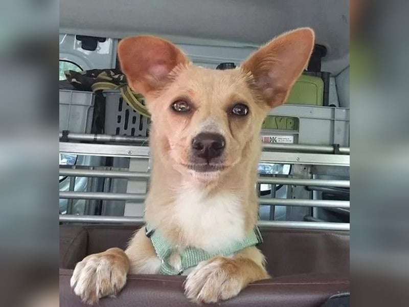 Remi - verspielte, freundliche, verschmuste Terrier-Mix Hündin / in Kirchhundem