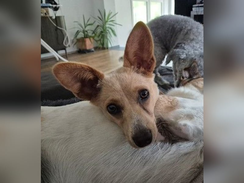 Remi - verspielte, freundliche, verschmuste Terrier-Mix Hündin / in Kirchhundem