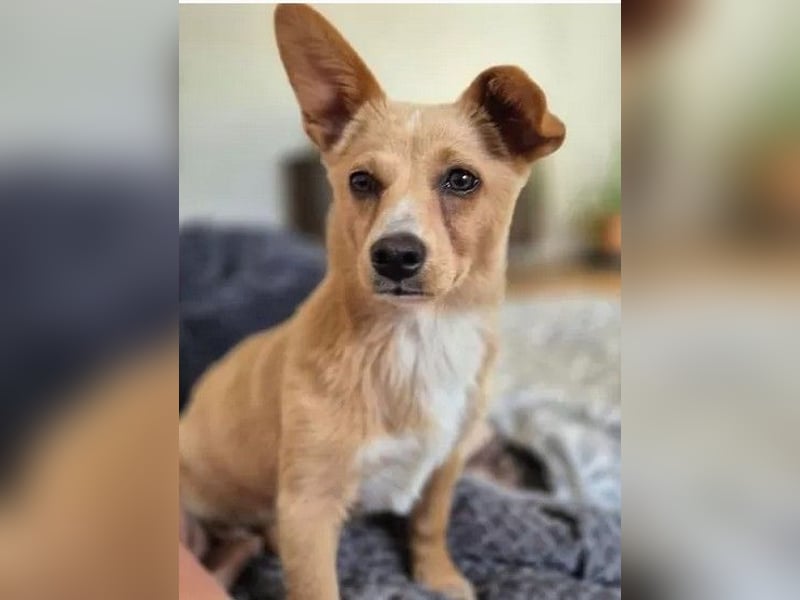 Remi - verspielte, freundliche, verschmuste Terrier-Mix Hündin / in Kirchhundem