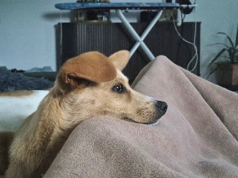 Remi - liebe, freundliche, verschmuste Terrier-Mix Hündin / in Kirchhundem