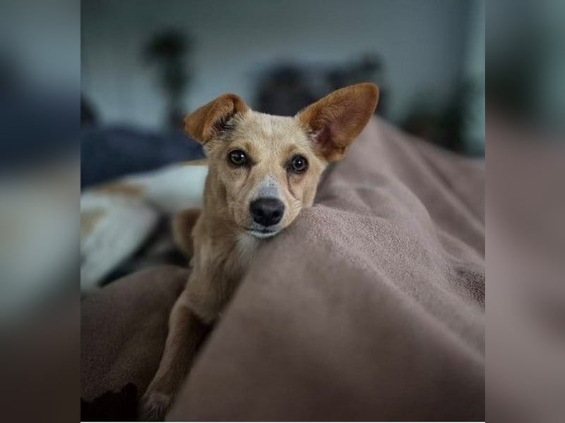 Remi - verspielte, freundliche, verschmuste Terrier-Mix Hündin / in Kirchhundem