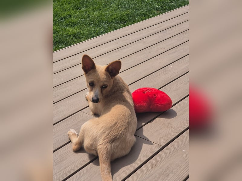 Remi - liebe, freundliche, verschmuste Terrier-Mix Hündin / in Kirchhundem