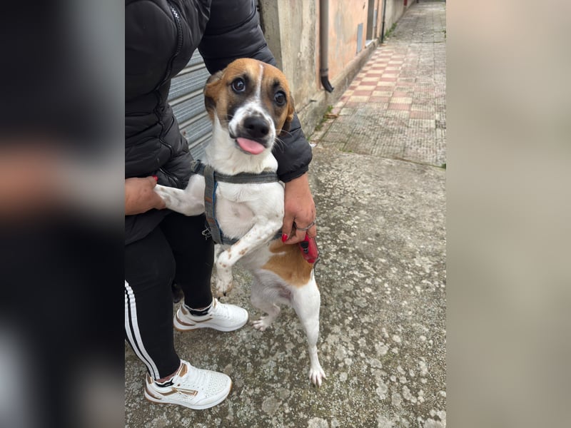 Chicca – eine neue Familie finden -