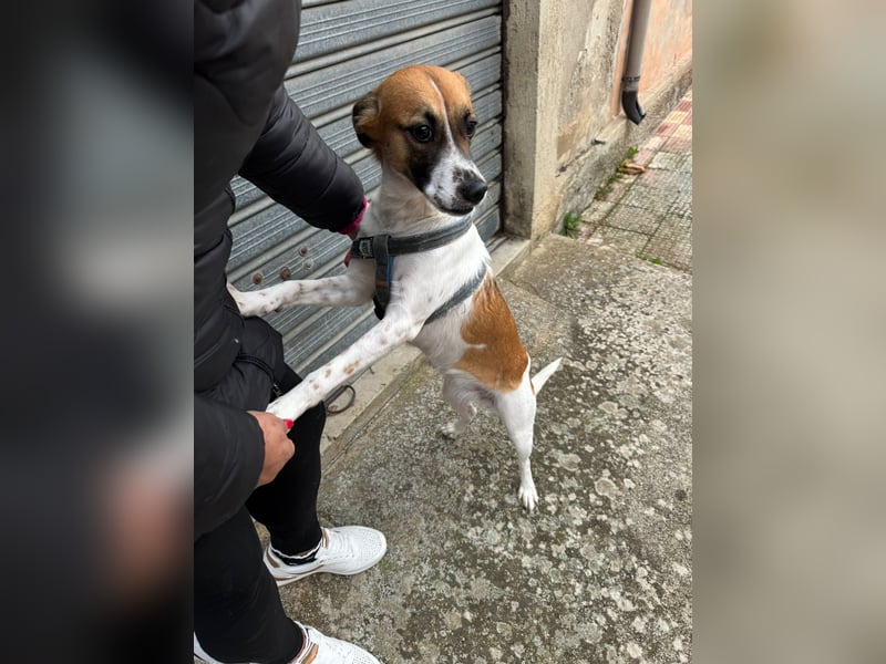 Chicca – eine neue Familie finden -