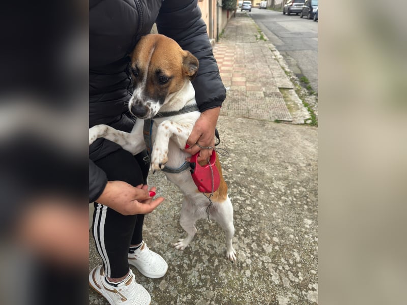 Chicca – eine neue Familie finden -