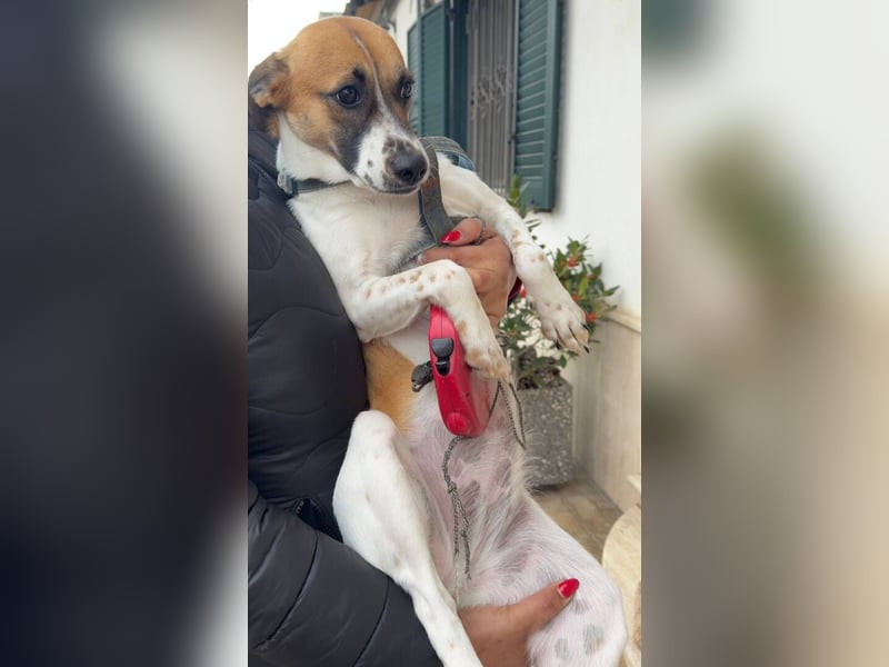 Chicca – eine neue Familie finden -