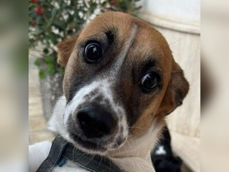 Chicca – eine neue Familie finden -
