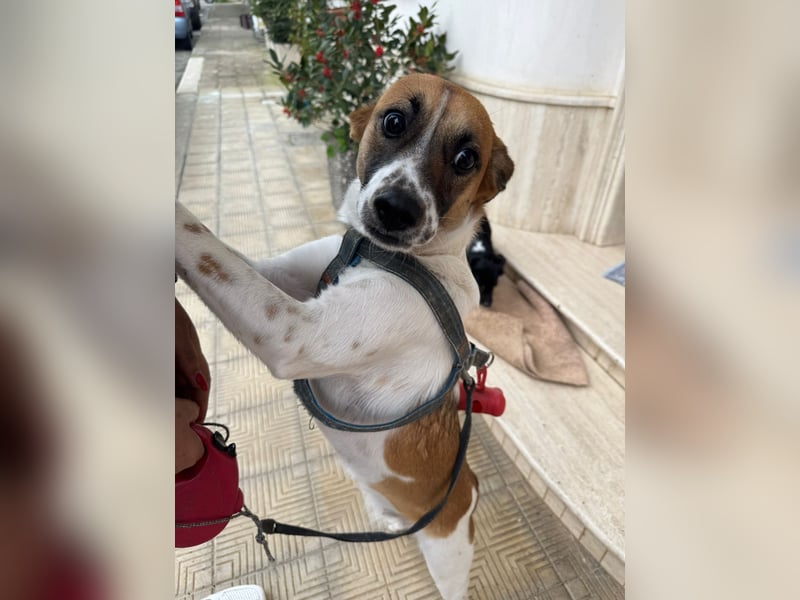 Chicca – eine neue Familie finden -