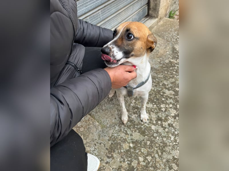 Chicca – eine neue Familie finden -