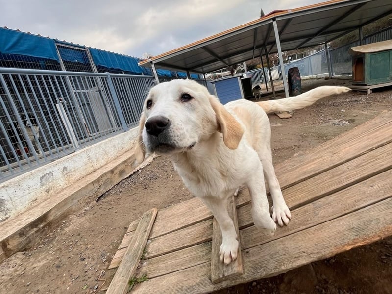 PACITA sucht ein Zuhause