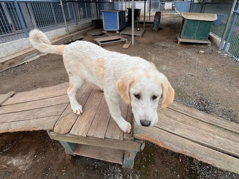 PACITA sucht ein Zuhause