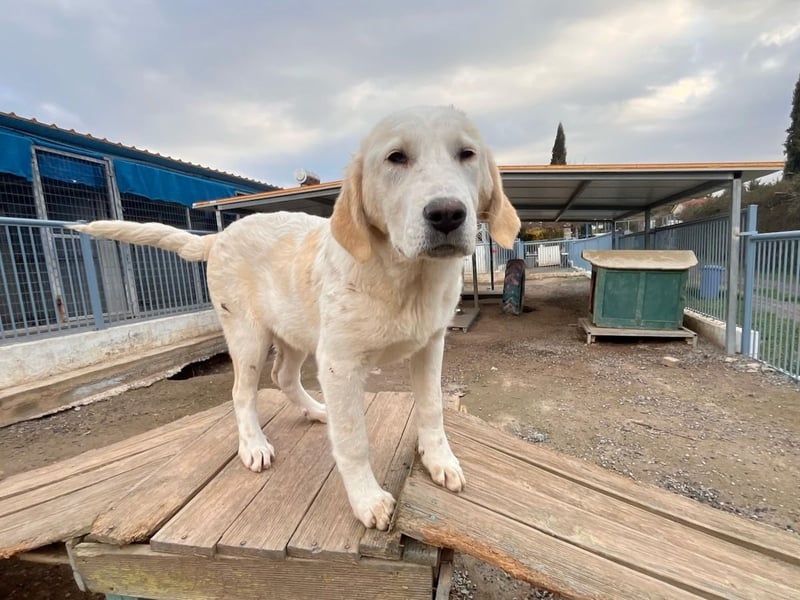 PACITA sucht ein Zuhause