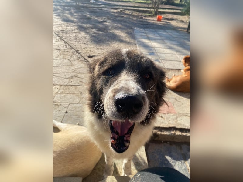 Yoshi – Sanfte und starke Kuschelpartnerin