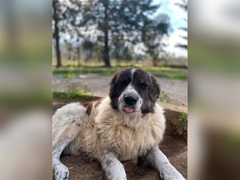 Yoshi – Sanfte und starke Kuschelpartnerin