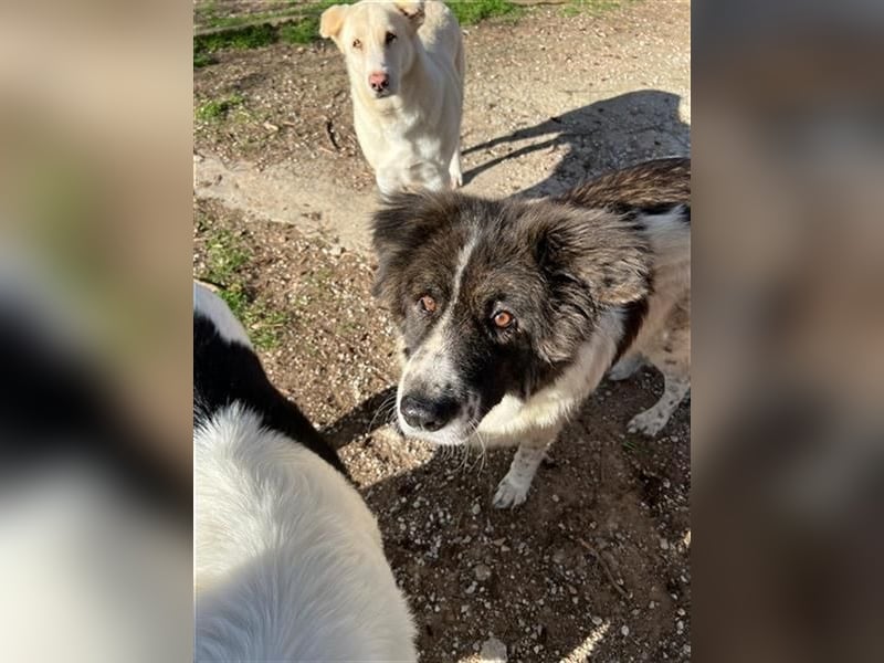 Yoshi – Sanfte und starke Kuschelpartnerin