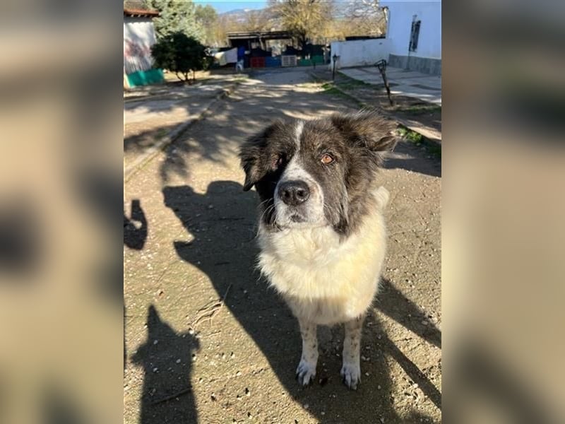 Yoshi – Sanfte und starke Kuschelpartnerin