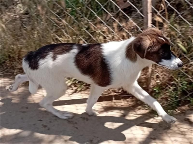 Hübsche LILA sucht ihre Familie