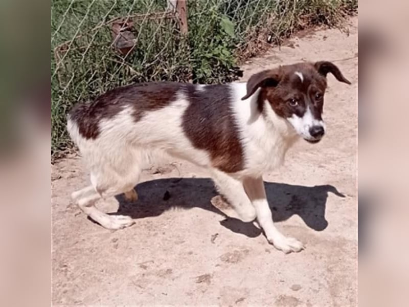 Hübsche LILA sucht ihre Familie