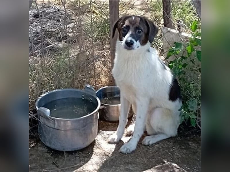 Hübsche LILA sucht ihre Familie